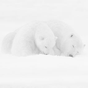 Fotografien, Sleeping in the snow Part I, Kyriakos Kaziras