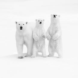 Fotografien, Soul of Artic, Kyriakos Kaziras