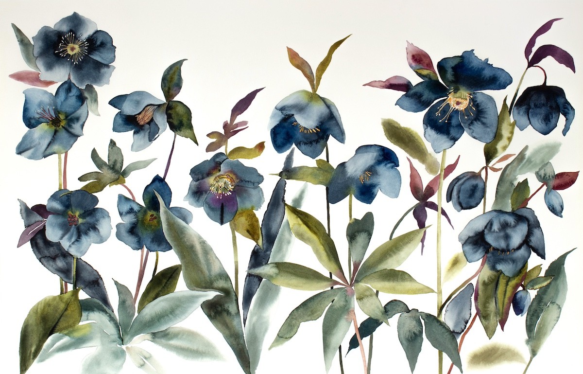 Elizabeth Becker, Hellebores No. 2 Elizabeth Becker, Hellebores No. 2