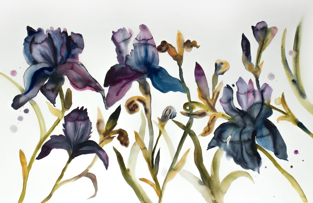 Elizabeth Becker, Irises No. 4 Elizabeth Becker, Irises No. 4