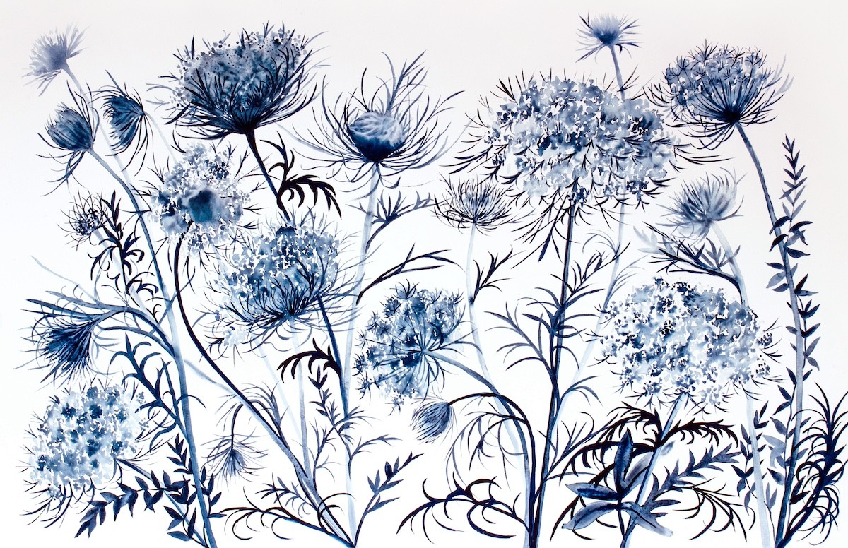 Elizabeth Becker, Queen Anne's Lace No. 22 Elizabeth Becker, Queen Anne's Lace No. 22