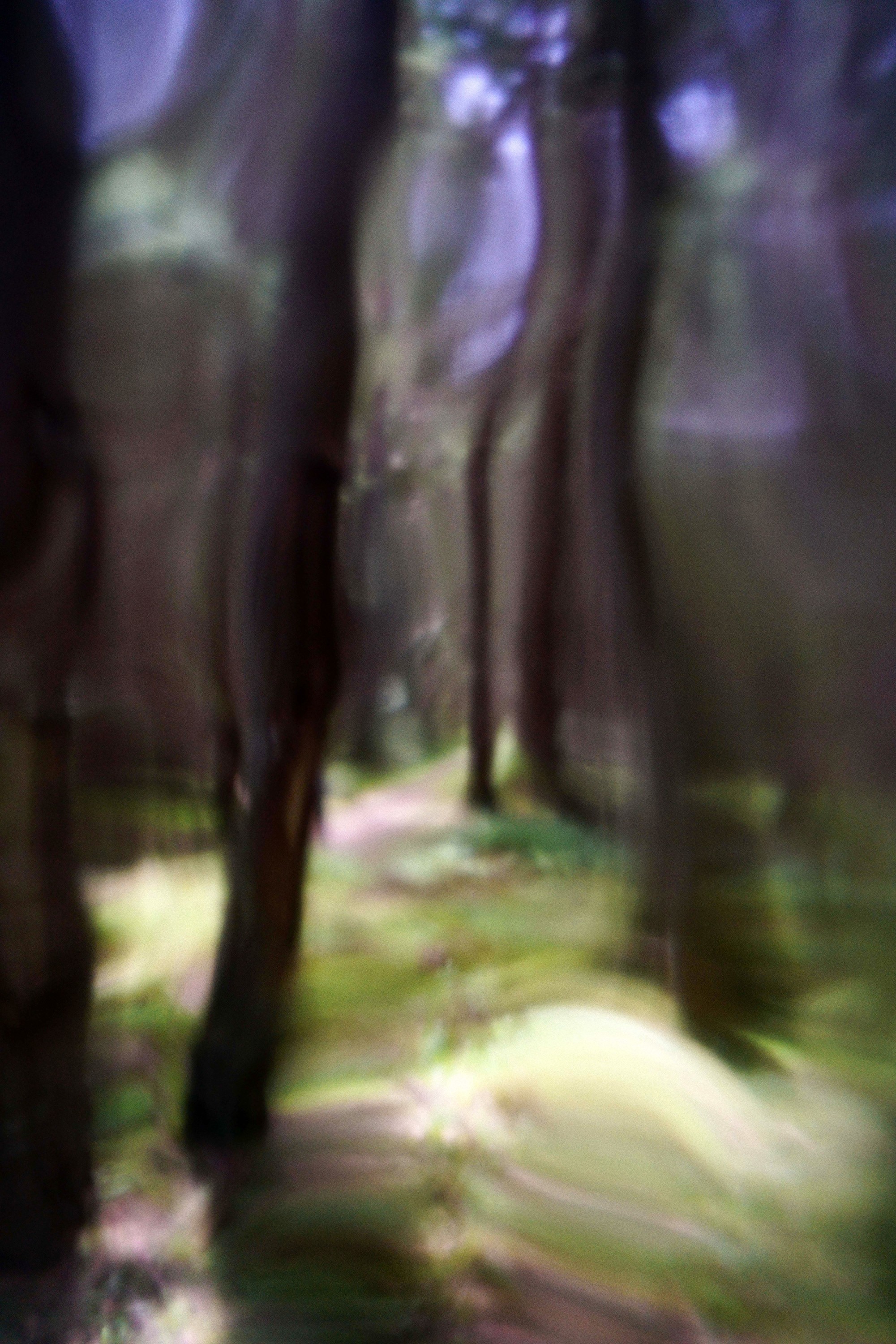 Mihaela Ivanova, Psychedelic Forest Mihaela Ivanova, Psychedelic Forest