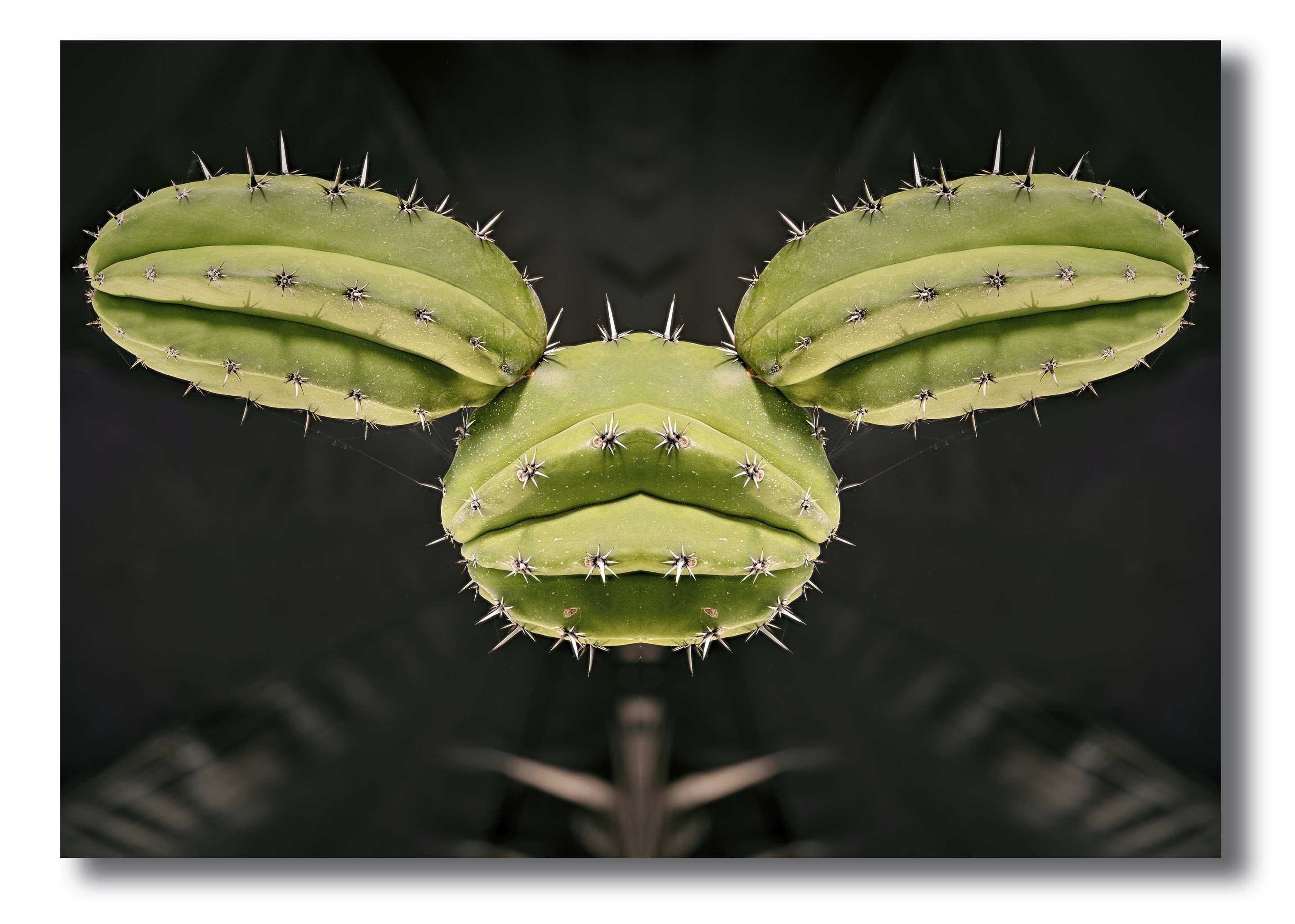 Moz - David Vuillermoz, Cactus - Pulaska Chula - Série : Histoire de cactus Moz - David Vuillermoz, Cactus - Pulaska Chula - Série : Histoire de cactus
