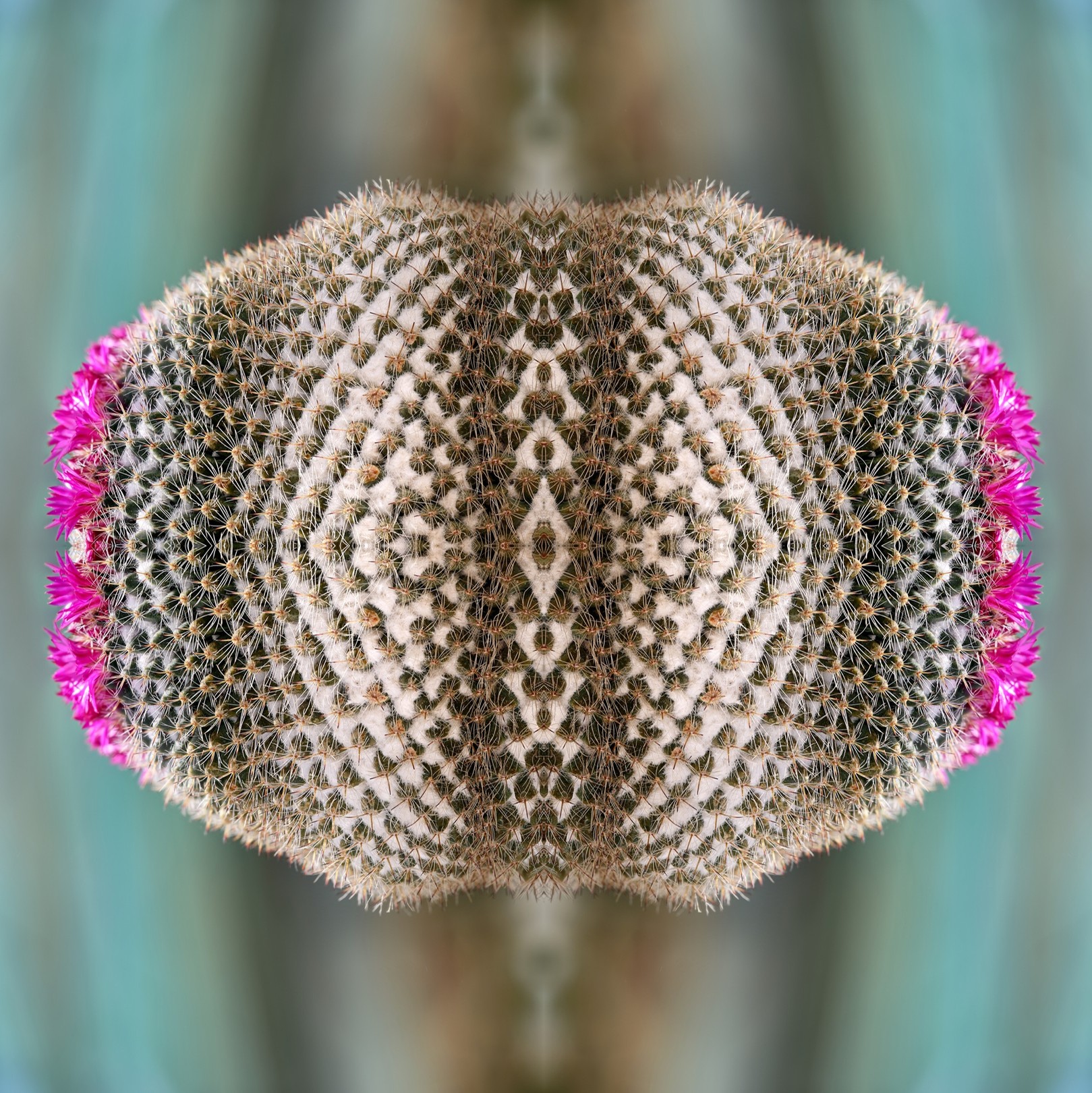Moz - David Vuillermoz, Cactus - Mamilaria magnifica - Série : Histoire de cactus Moz - David Vuillermoz, Cactus - Mamilaria magnifica - Série : Histoire de cactus