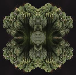 Photography, Cactus - Cereus Péruvianus - Série : Histoire de cactus, Moz - David Vuillermoz