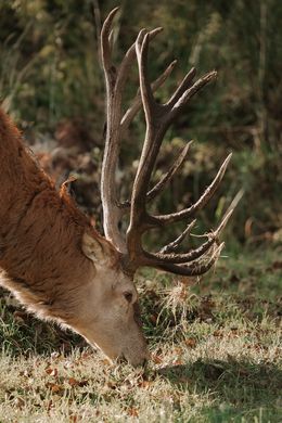 Photography, The Deer - A Portrait 1, Arantza NT Photography