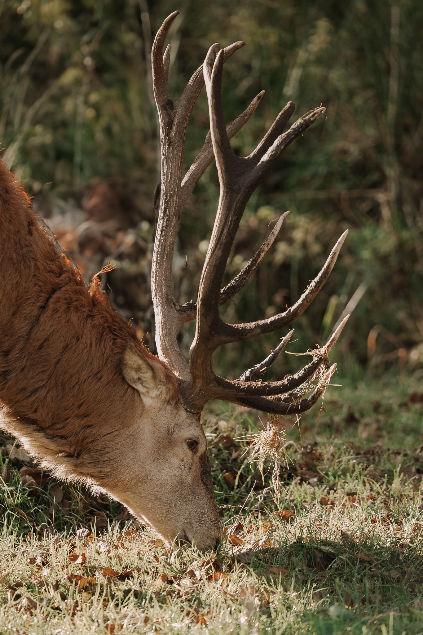 Arantza NT Photography, The Deer - A Portrait 1 Arantza NT Photography, The Deer - A Portrait 1