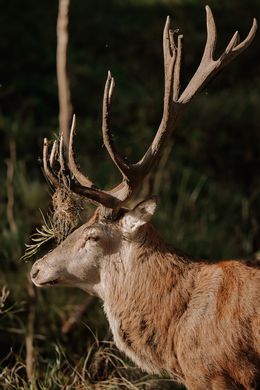 Photography, The Deer - A Portrait 2, Arantza NT Photography