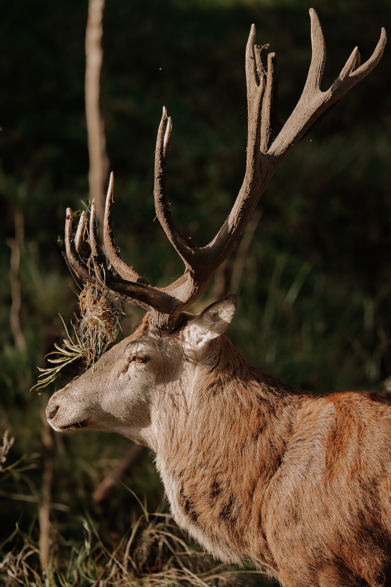 Arantza NT Photography, The Deer - A Portrait 2 Arantza NT Photography, The Deer - A Portrait 2