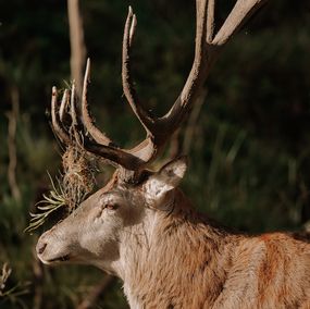 Photographie, The Deer - A Portrait 2, Arantza NT Photography