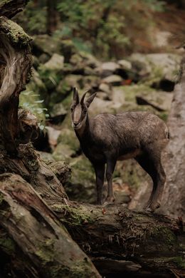 Photography, The Chamois - A Solitary Wanderer, Arantza NT Photography