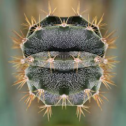 Fotografien, Cactus - Astrophytum Ornatum - Série: Histoire de cactus, Moz - David Vuillermoz