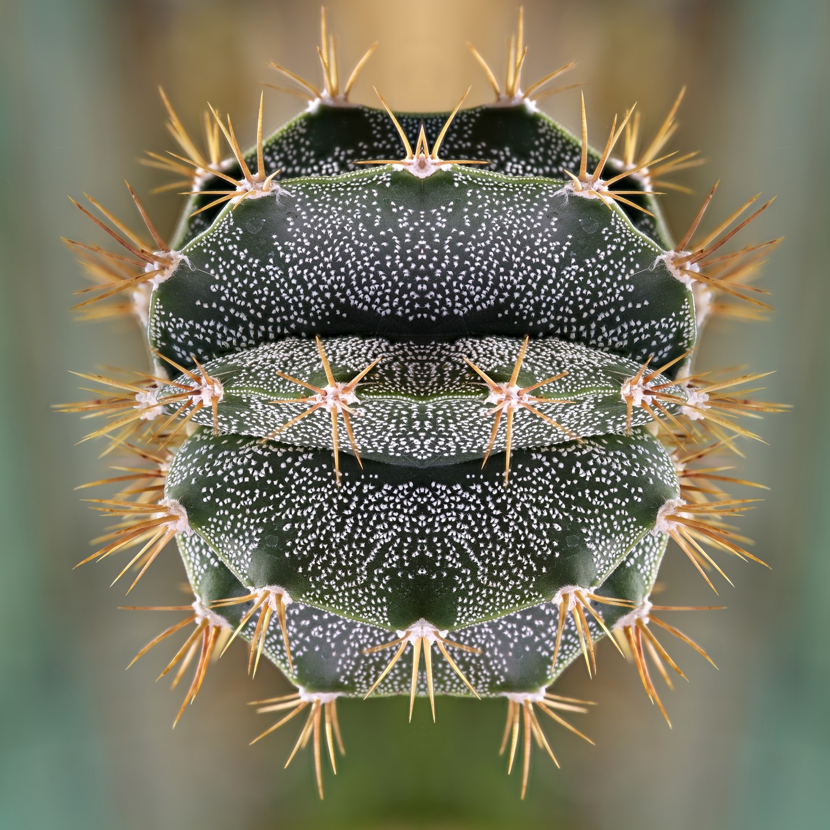 Moz - David Vuillermoz, Cactus - Astrophytum Ornatum - Série: Histoire de cactus Moz - David Vuillermoz, Cactus - Astrophytum Ornatum - Série: Histoire de cactus