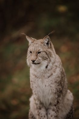 Photography, Portrait of a Eurasian Lynx, Arantza NT Photography
