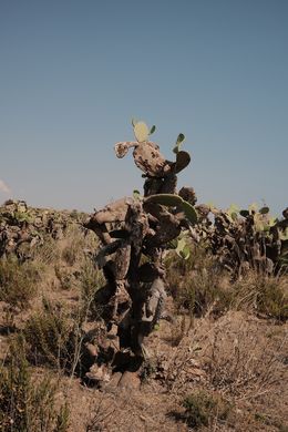Fotografien, Il piccolo diavolo, Jason Pocklington