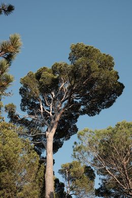 Fotografien, A pine tree in the South of France, Jason Pocklington