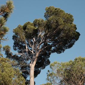 Photography, A pine tree in the South of France, Jason Pocklington