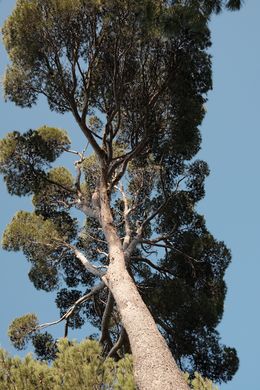 Fotografien, A pine tree in the south of France (2), Jason Pocklington