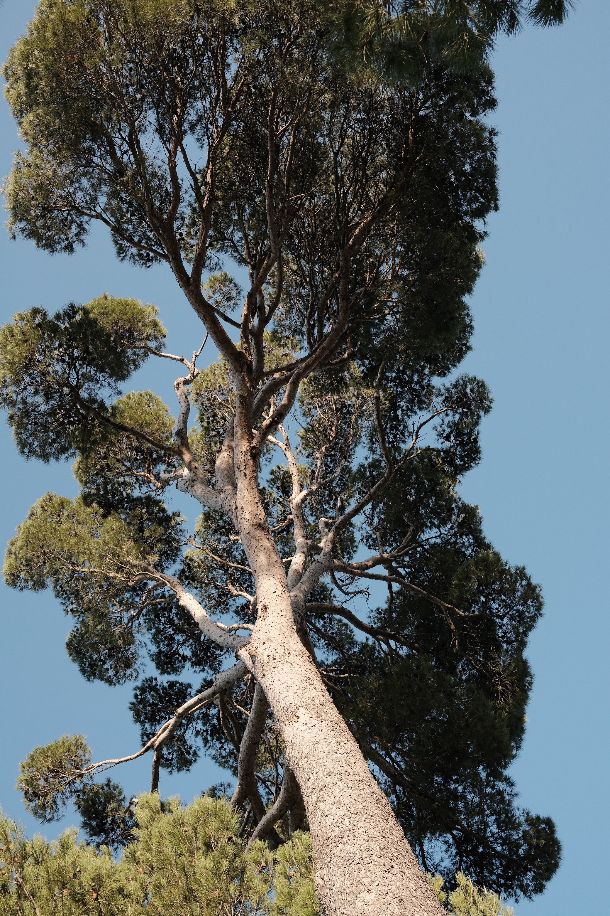 Jason Pocklington, A pine tree in the south of France (2) Jason Pocklington, A pine tree in the south of France (2)