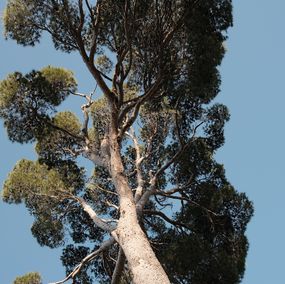 Fotografía, A pine tree in the south of France (2), Jason Pocklington
