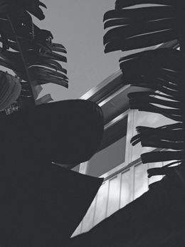 Fotografien, Banana leaves in Auckland, Jason Pocklington