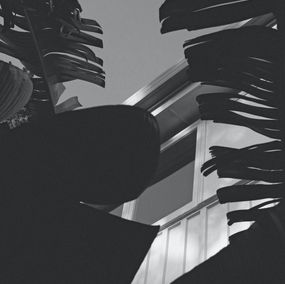 Photography, Banana leaves in Auckland, Jason Pocklington