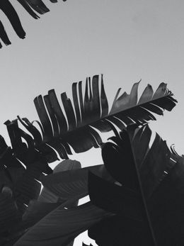 Fotografien, Banana leaves in Auckland (2), Jason Pocklington