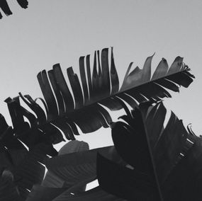 Photographie, Banana leaves in Auckland (2), Jason Pocklington