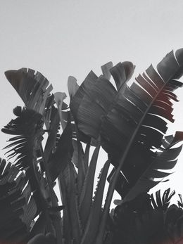 Photography, Banana leaves in Auckland (4), Jason Pocklington