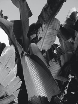 Photography, Banana leaves in Auckland (3), Jason Pocklington