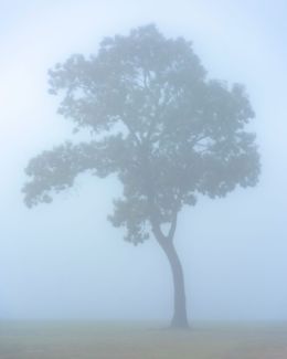 Photography, Mist #11, Rainforest, Brazil, Daniel Mansur