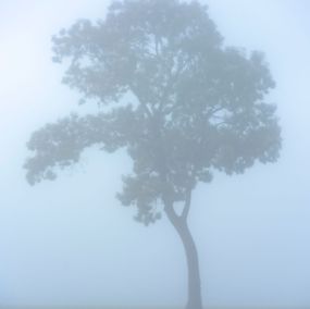 Photography, Mist #11, Rainforest, Brazil, Daniel Mansur