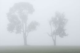 Photography, Mist #10, Rainforest, Brazil, Daniel Mansur