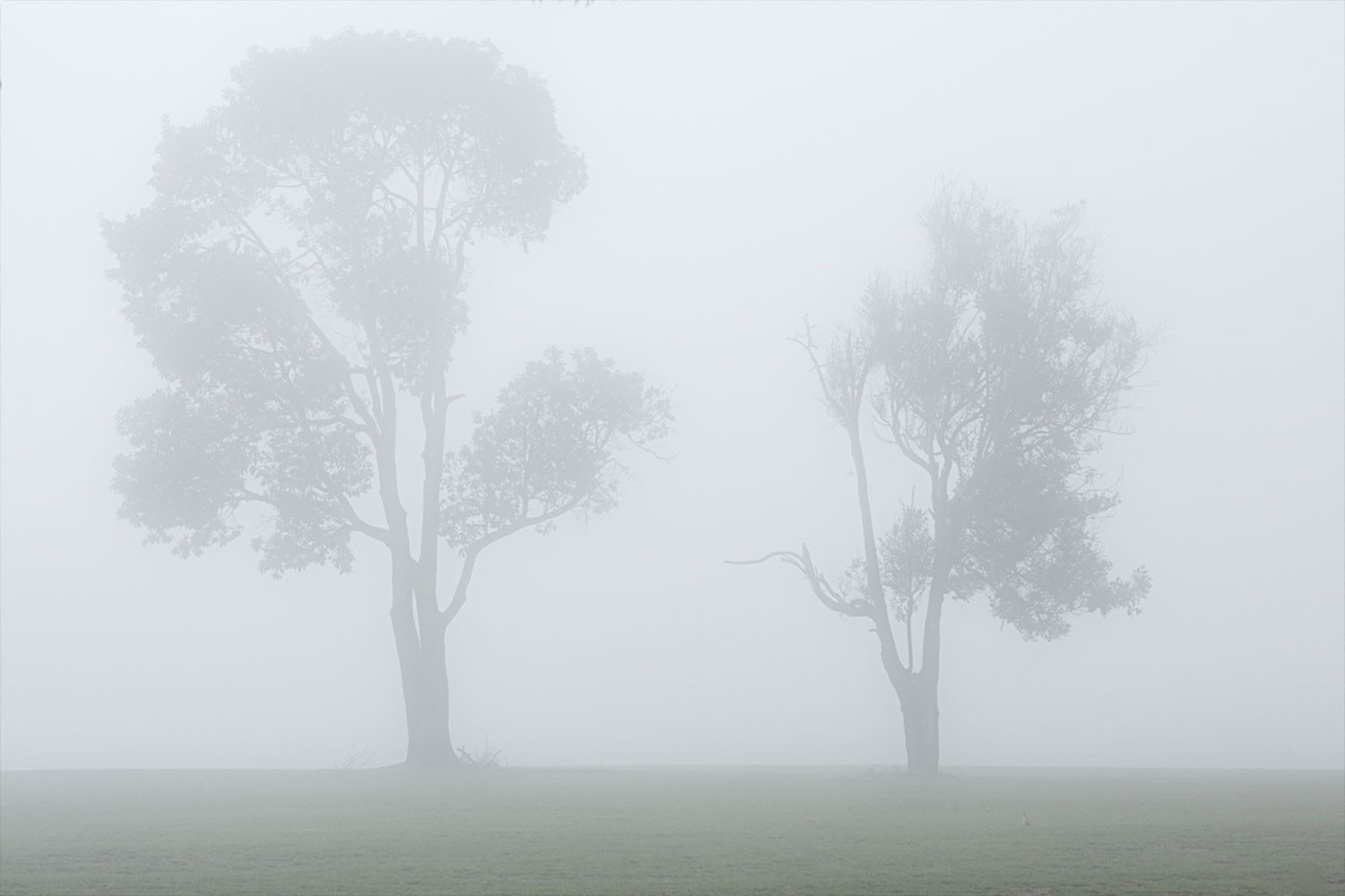 Daniel Mansur, Mist #10, Rainforest, Brazil Daniel Mansur, Mist #10, Rainforest, Brazil