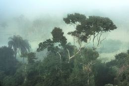 Photography, Mist #8, Rainforest, Brazil, Daniel Mansur