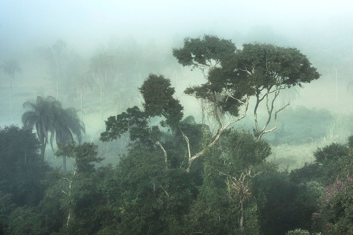 Daniel Mansur, Mist #8, Rainforest, Brazil Daniel Mansur, Mist #8, Rainforest, Brazil