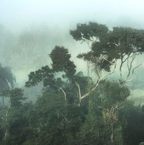 Photography, Mist #8, Rainforest, Brazil, Daniel Mansur