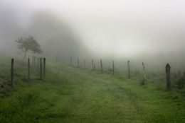 Photography, Mist #4, Rainforest, Brazil, Daniel Mansur
