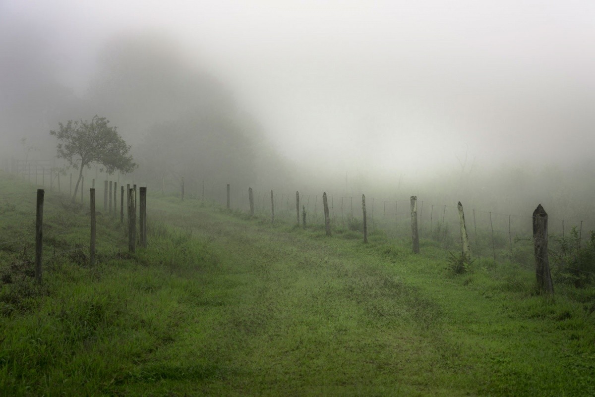 Daniel Mansur, Mist #4, Rainforest, Brazil Daniel Mansur, Mist #4, Rainforest, Brazil