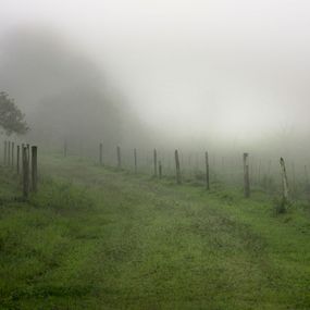 Photography, Mist #4, Rainforest, Brazil, Daniel Mansur