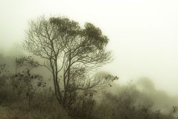 Photography, Mist #3, Rainforest, Brazil, Daniel Mansur
