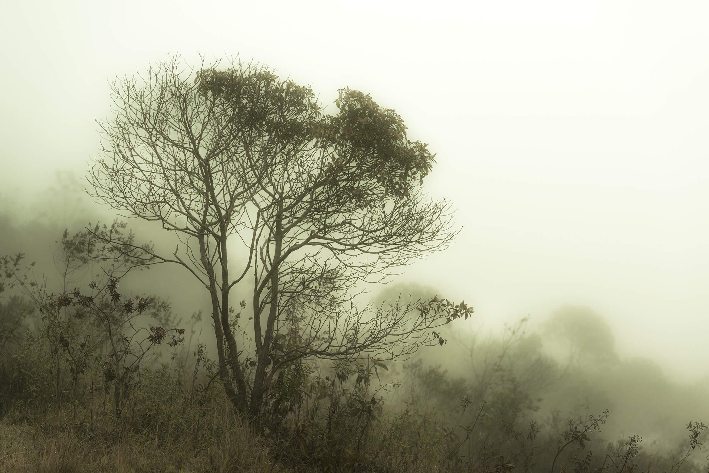 Daniel Mansur, Mist #3, Rainforest, Brazil Daniel Mansur, Mist #3, Rainforest, Brazil