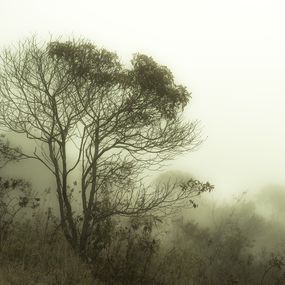 Photography, Mist #3, Rainforest, Brazil, Daniel Mansur
