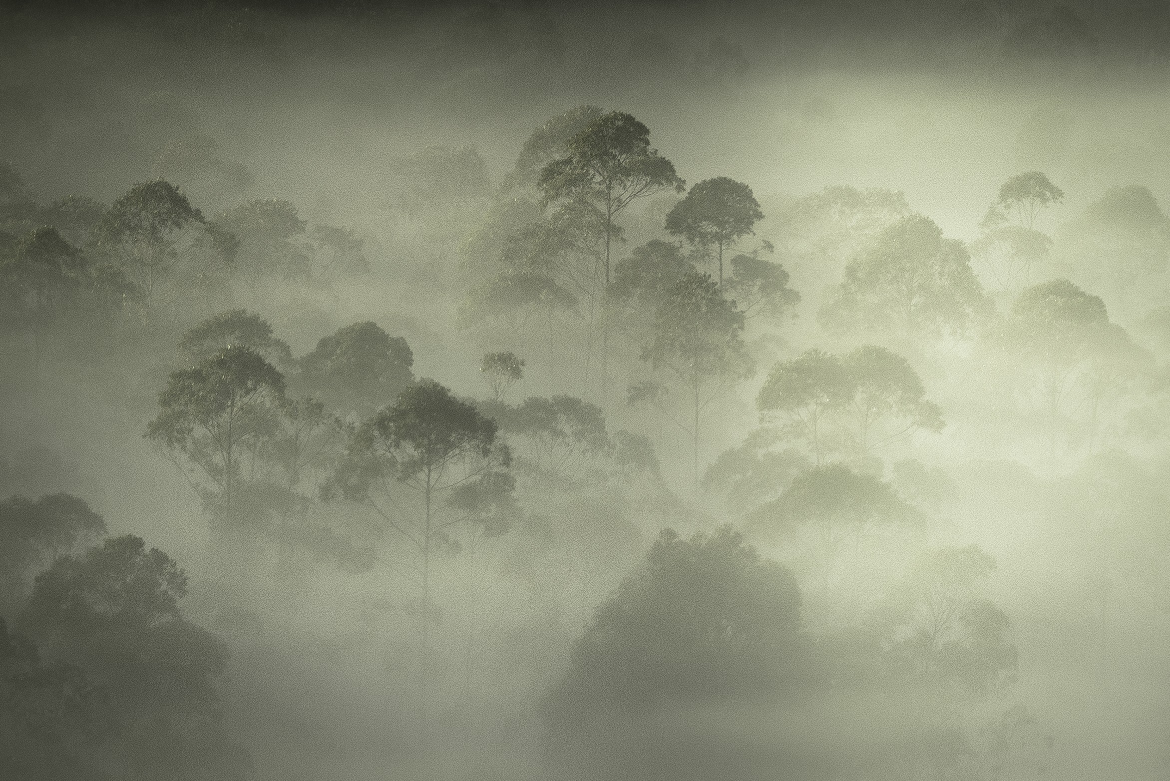 Daniel Mansur, Mist #2, Rainforest, Brazil Daniel Mansur, Mist #2, Rainforest, Brazil