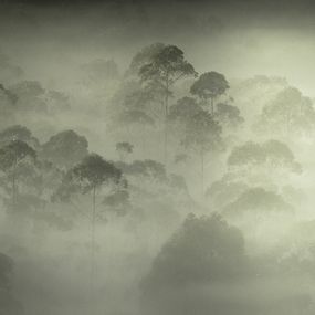 Photography, Mist #2, Rainforest, Brazil, Daniel Mansur