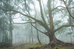 Photography, Mist #12, Rainforest, Brazil, Daniel Mansur