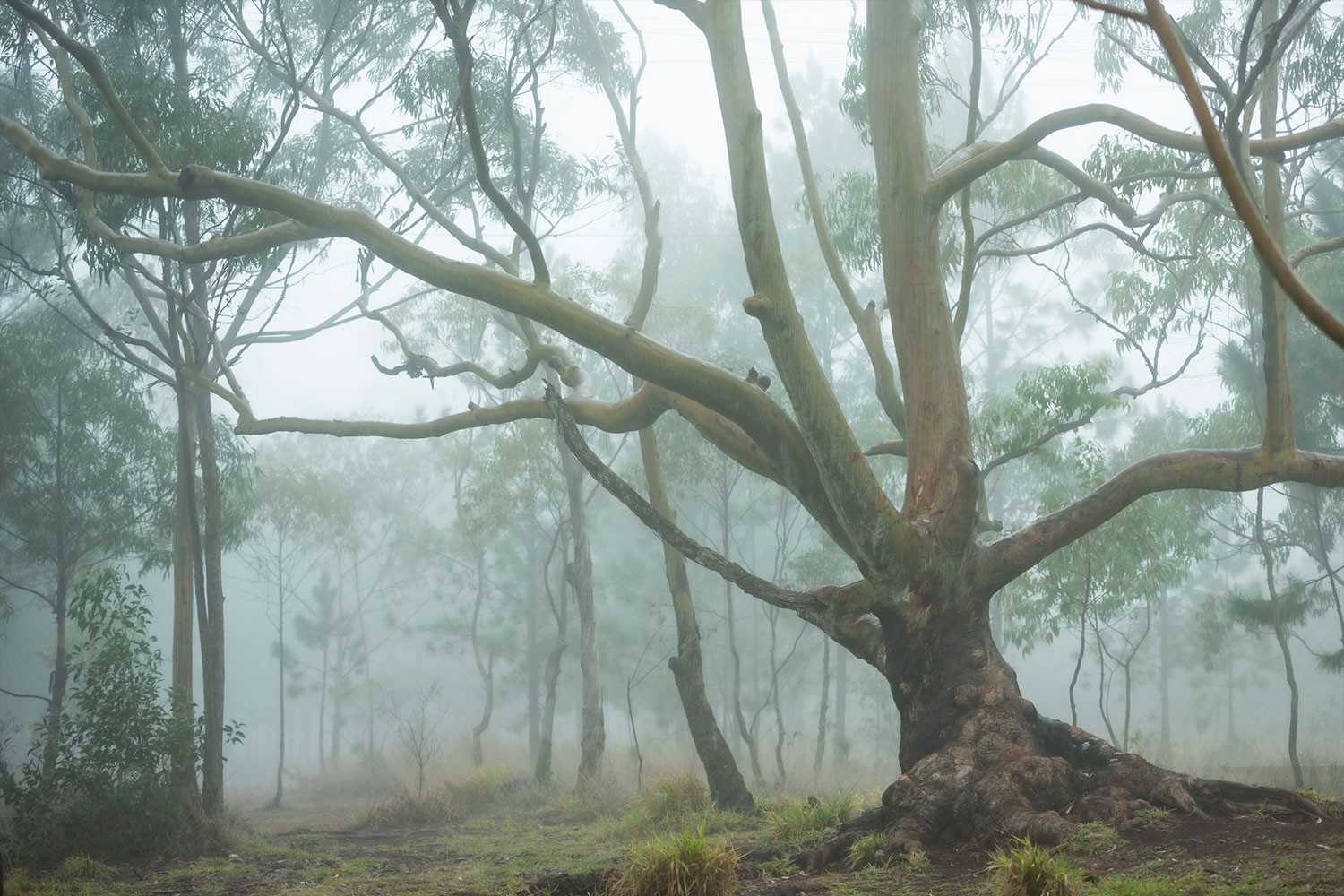 Daniel Mansur, Mist #12, Rainforest, Brazil Daniel Mansur, Mist #12, Rainforest, Brazil