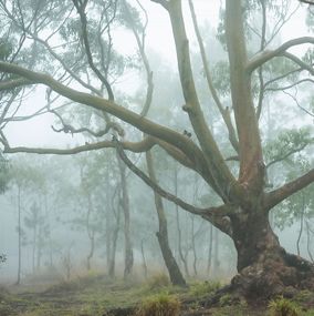 Photographie, Mist #12, Rainforest, Brazil, Daniel Mansur