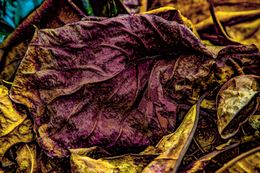 Photographie, A floripera, Alcina Morais