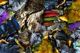 Photographie, Luxo no Lixo, Alcina Morais